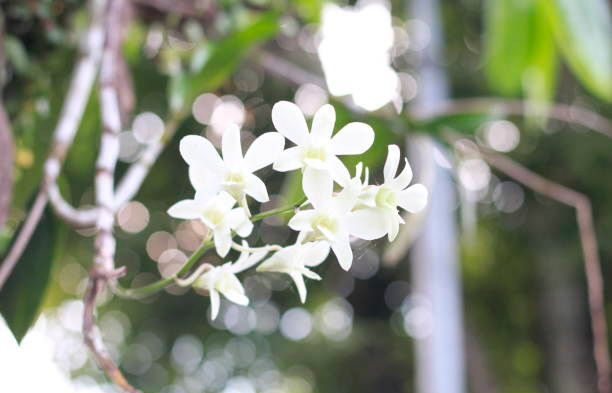 Dendrobium spp.
