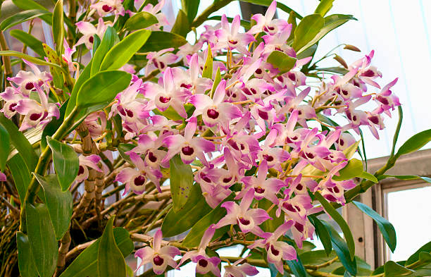 Dendrobium mulia